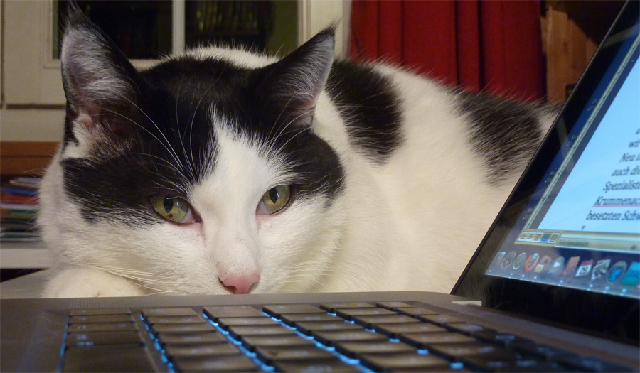 Assistent Karli bei seiner täglichen Arbeit am Laptop.